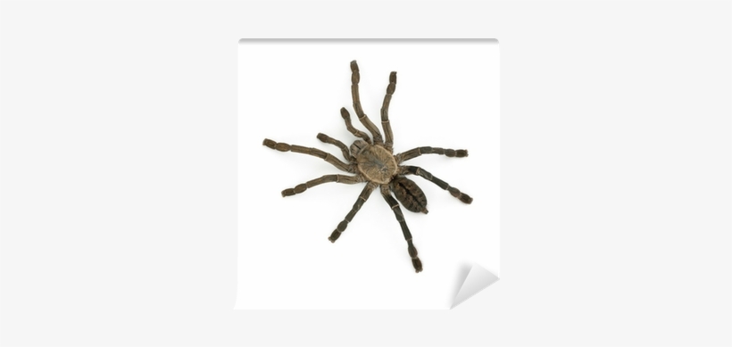 Tarantula, transparent png download