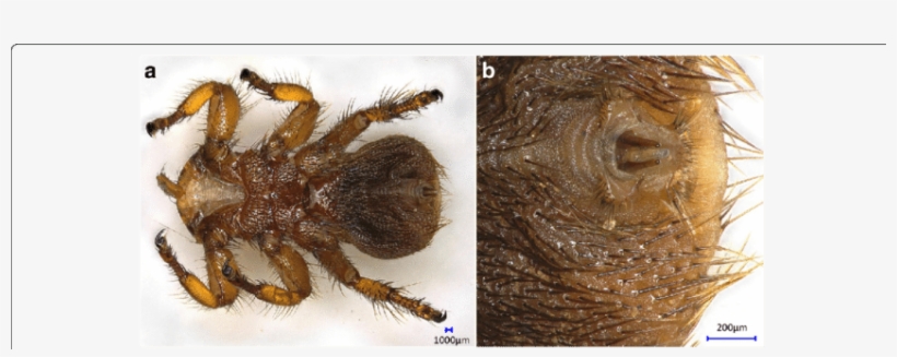 Photomicrographs Of Male Melophagus Ovinus Melophagus Ovinus PNG