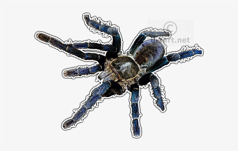 Cobalt Blue Tarantula Decal - Cobalt Blue Tarantula Transparent, transparent png download