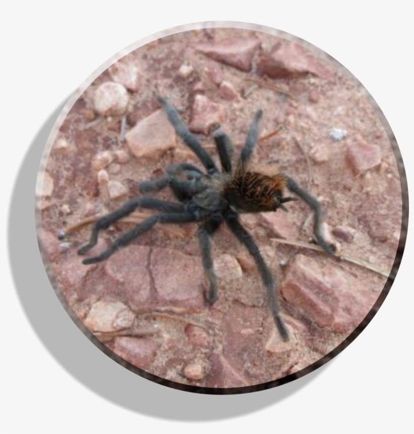 Durango, transparent png download