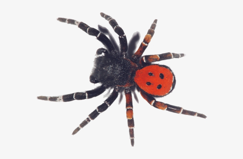 Henry Rollins As An Unusually Stacked Worm - Tarantula, transparent png download