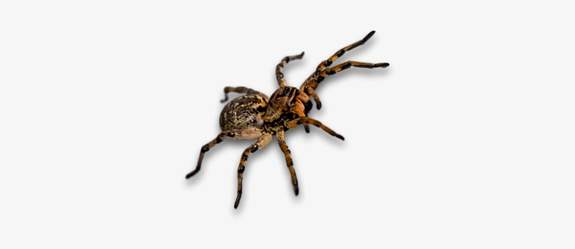 Spider, Bug, Insect - Inseto Png, transparent png download