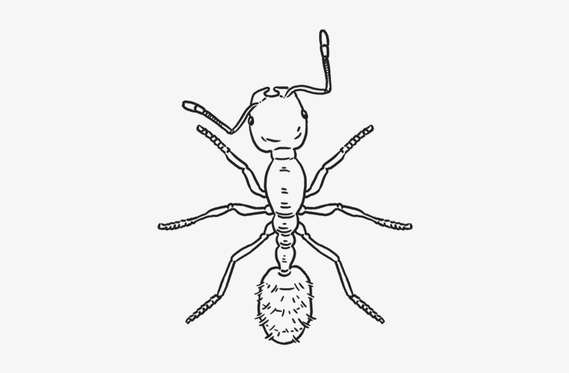 Ant, transparent png download