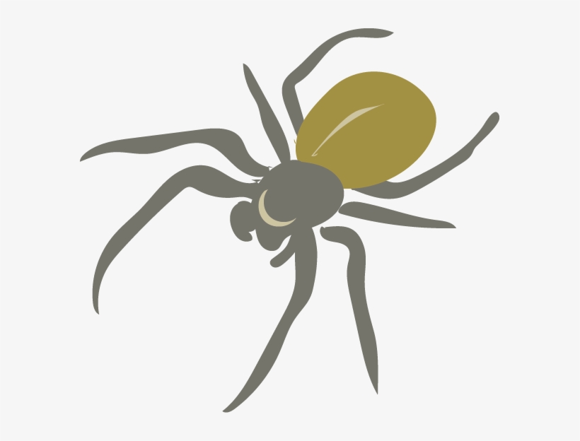 Learn To Distinguish Some Coarse Groupings Of Species - Tangle-web Spider, transparent png download