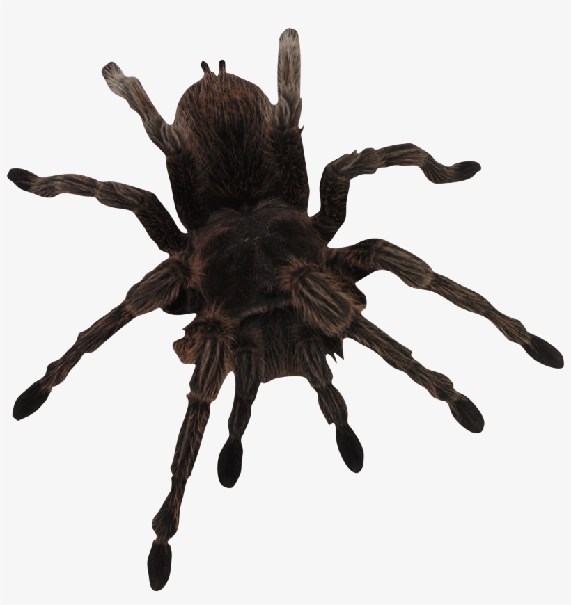Download - Spider Silhouette, transparent png download