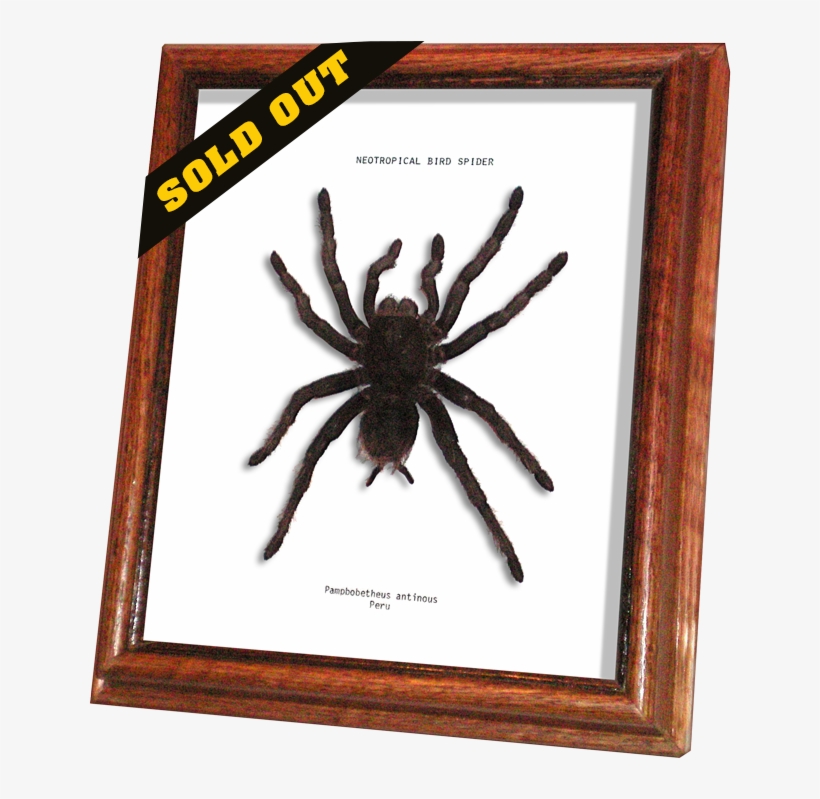 Wildwood Insects Framed Neotropical Bird Spider Or - Tarantula, transparent png download