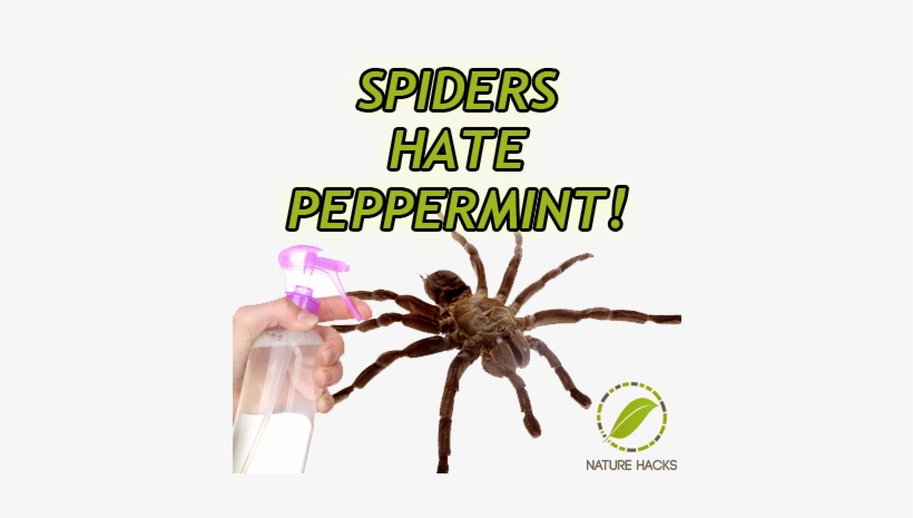 Zaq - Peppermint Oil For Spiders, transparent png download