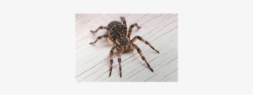 Tarantula, transparent png download