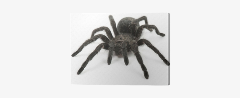 Tarantula Spider- Grammostola Pulchra Canvas Print - Tarantula Spiders As Pets: Tarantula Breeding,, transparent png download