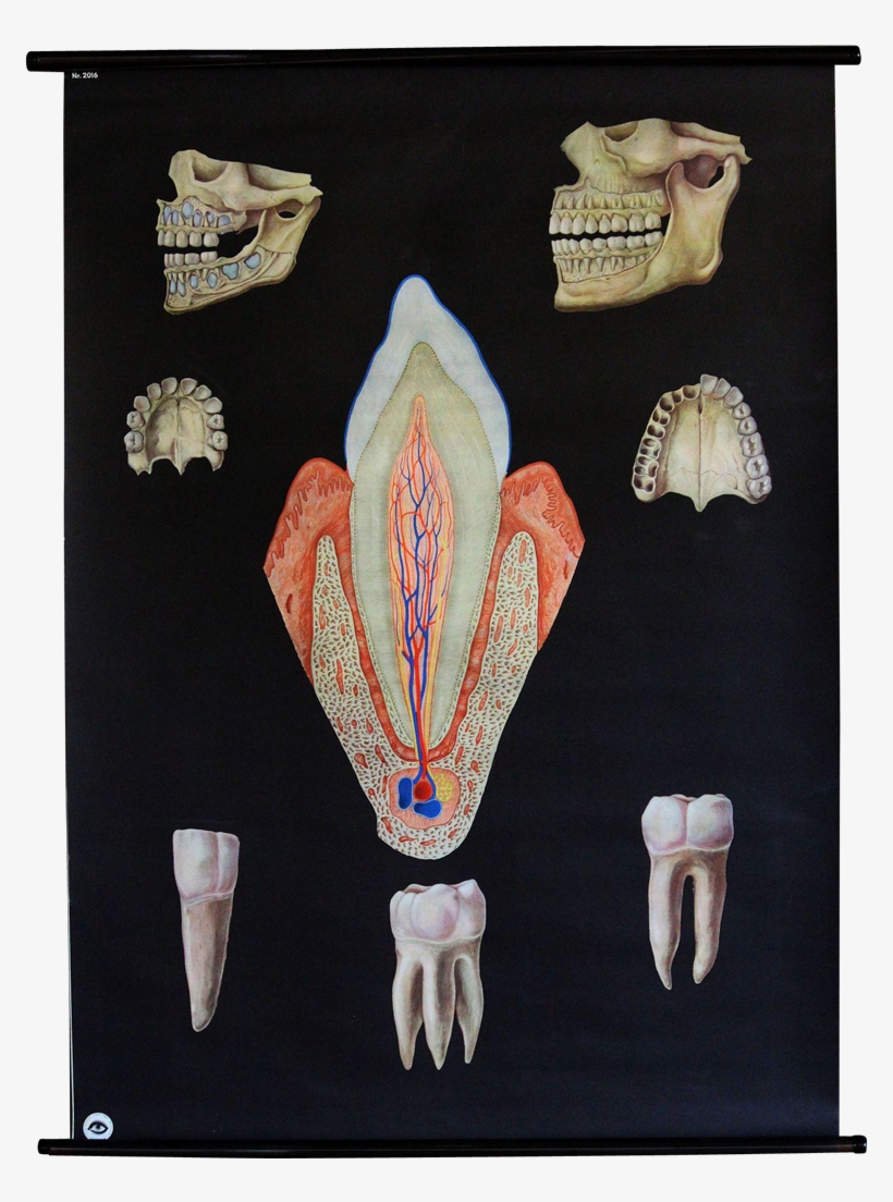Vintage Medical Dental School Teaching Chart - Healthy Denture Chart (no Rods), transparent png download