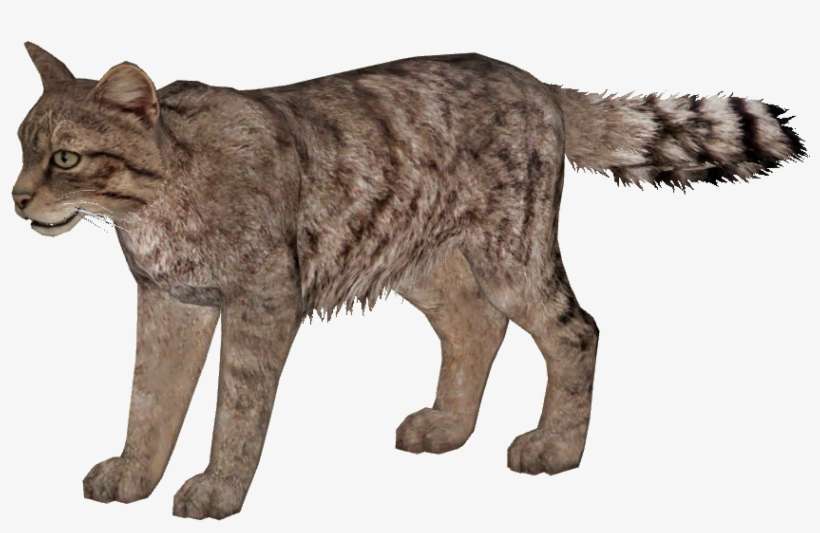 European Wildcat Additional Variants 2 - Wild Cat Png, transparent png download