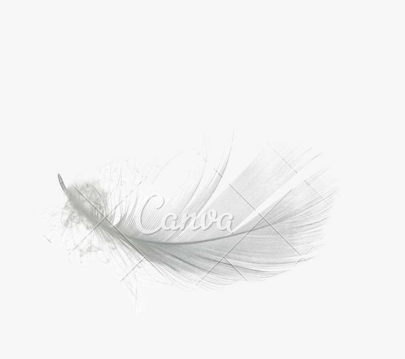 White Feather Png Graphic Stock - Sketch, transparent png download