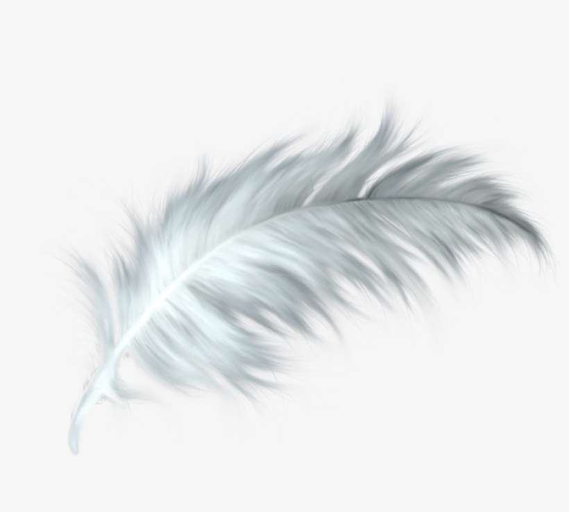Download White Feathers Png - White Feather Png | Transparent PNG