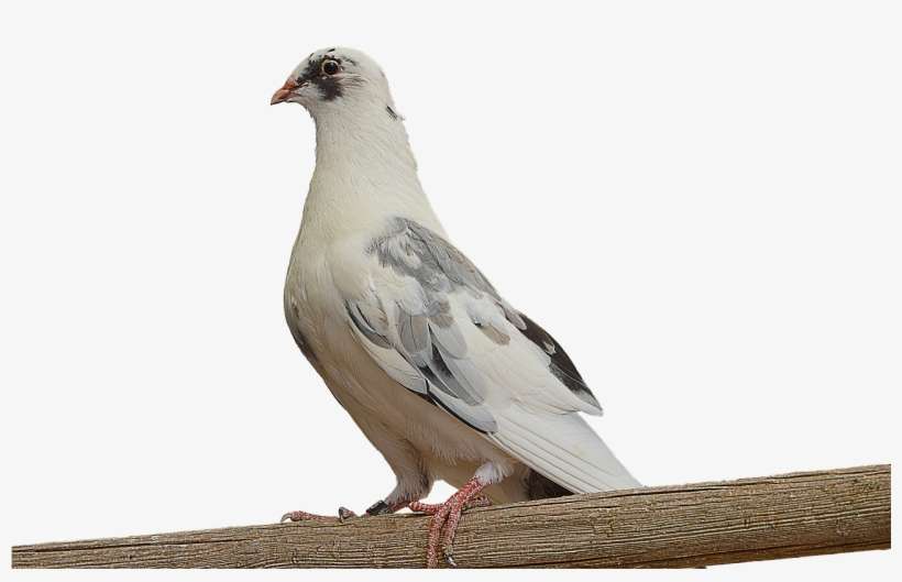 Png,paloma,white Dove,dove On Branch,ave,feathers,free - Paloma Png, transparent png download