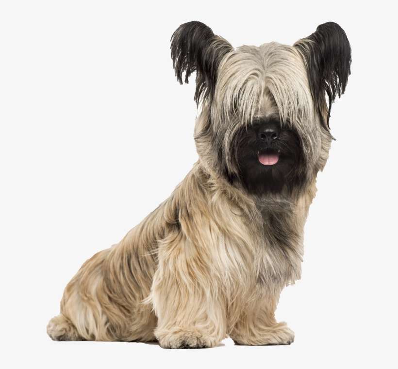 Skye Terrier Pricing - Skye Terrier Png, transparent png download