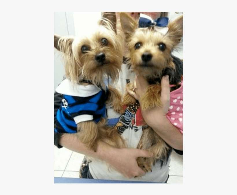 Nala Mufasa - Yorkshire Terrier, transparent png download