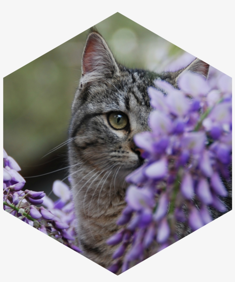 Wisteria Senior Warrior Image 2 - Tabby Cat, transparent png download