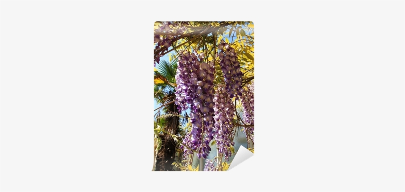 Close Up Of A Beautiful Purple Wisteria Wall Mural - Close-up, transparent png download