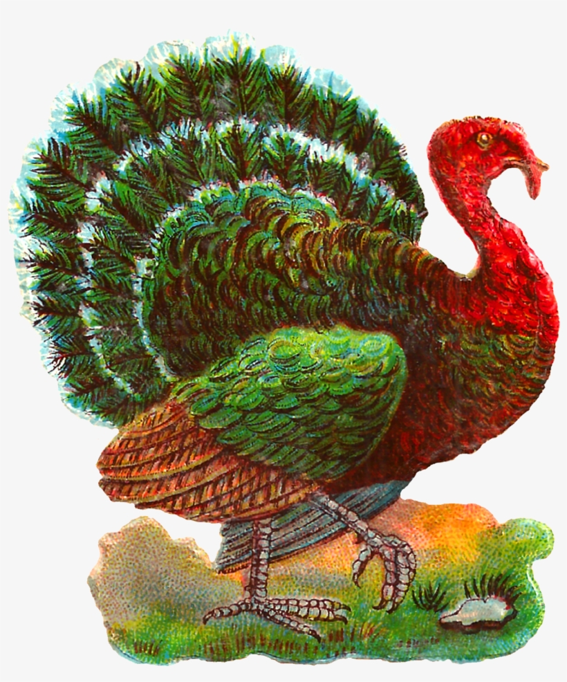 Vintage Thanksgiving Turkey Digital Bird Clip Art Jpg - Thanksgiving, transparent png download