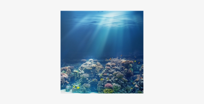 Sea Or Ocean Underwater Coral Reef Poster - Imagenes De Pantalla Del Fondo Del Mar, transparent png download