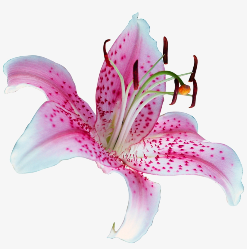 Lily Flower - Scentsy Honeymoon Hideaway Scent, transparent png download