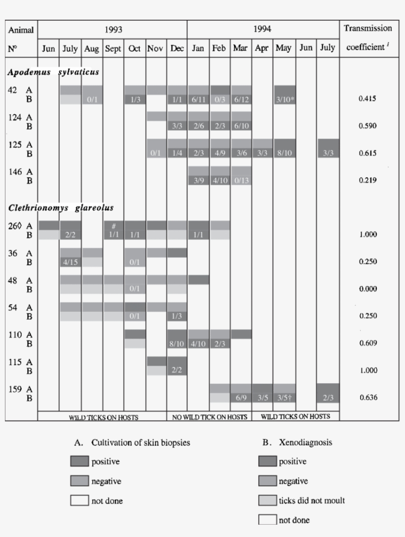 Follow-up Of Host Infection Using Skin Biopsy Cultivation - Diagram, transparent png download