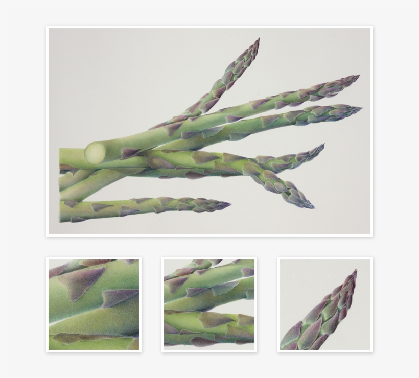 Asparagus - Sharon Field Botanical Artist, transparent png download