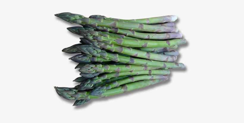 Guelph, transparent png download