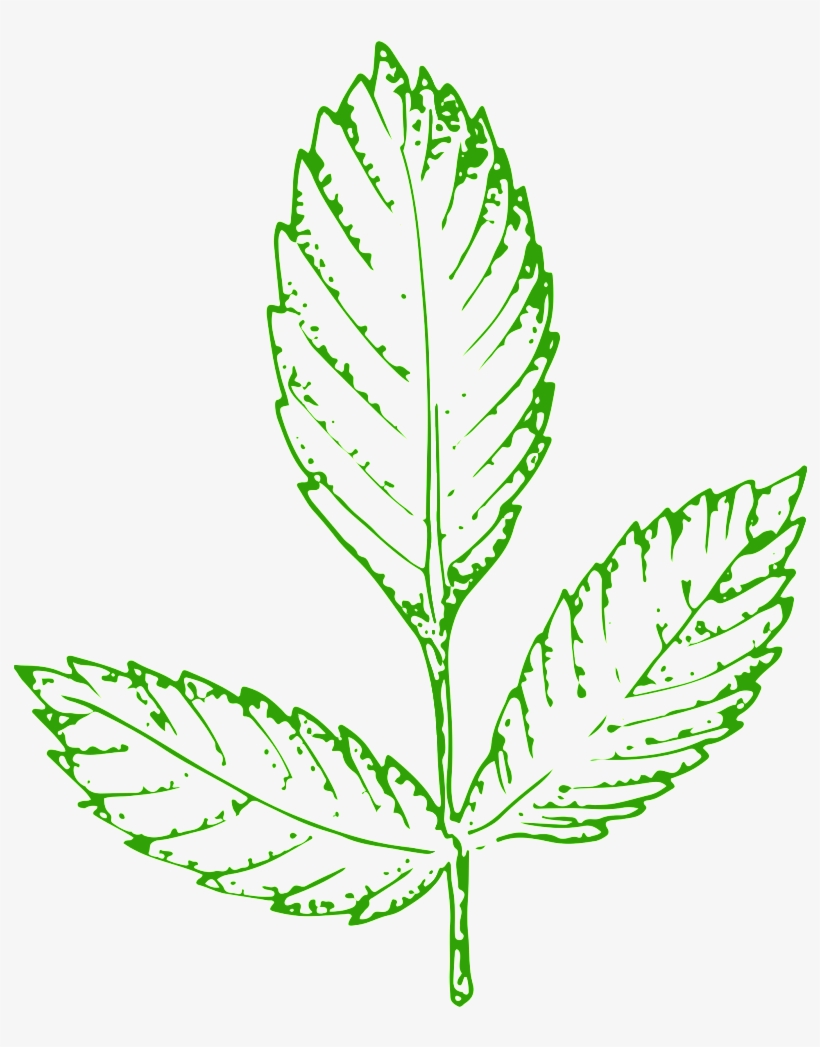 This Graphics Is Hand Painted Green Transparent Vegetables - Portable Network Graphics, transparent png download