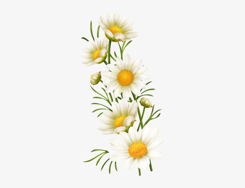 Margarita Flower Png, transparent png download