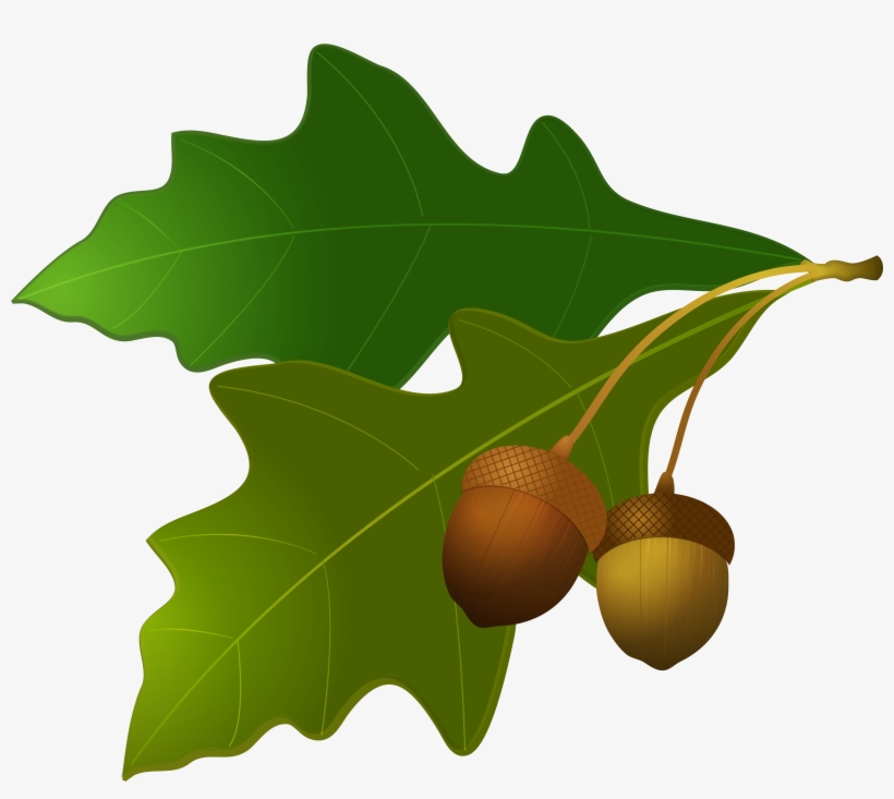 Acorn Png Image - Acorn And Oak Leaf, transparent png download