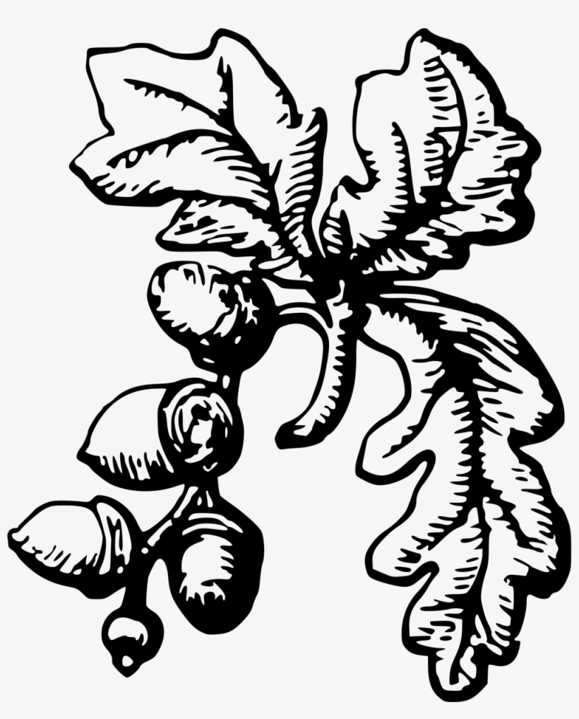 Acorn Animal Transparent Png Images Free Download - Acorn Clip Art, transparent png download