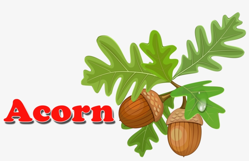 Clipart Acorns, transparent png download
