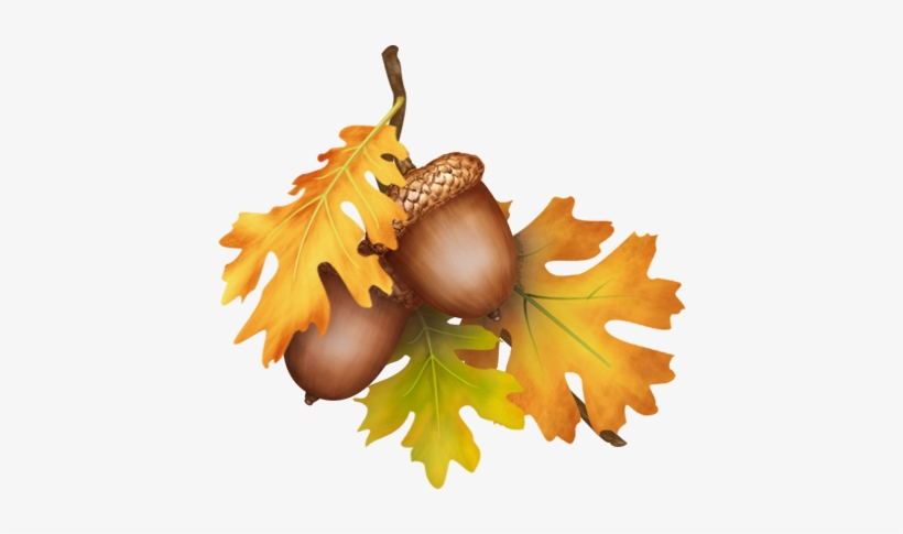 Acorn Drawing Pen - Oak Leaves With Acorns, transparent png download