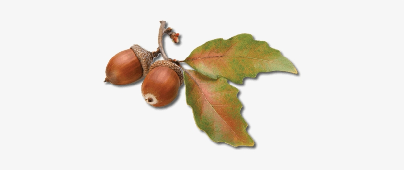 Acorn Transparent Png, transparent png download