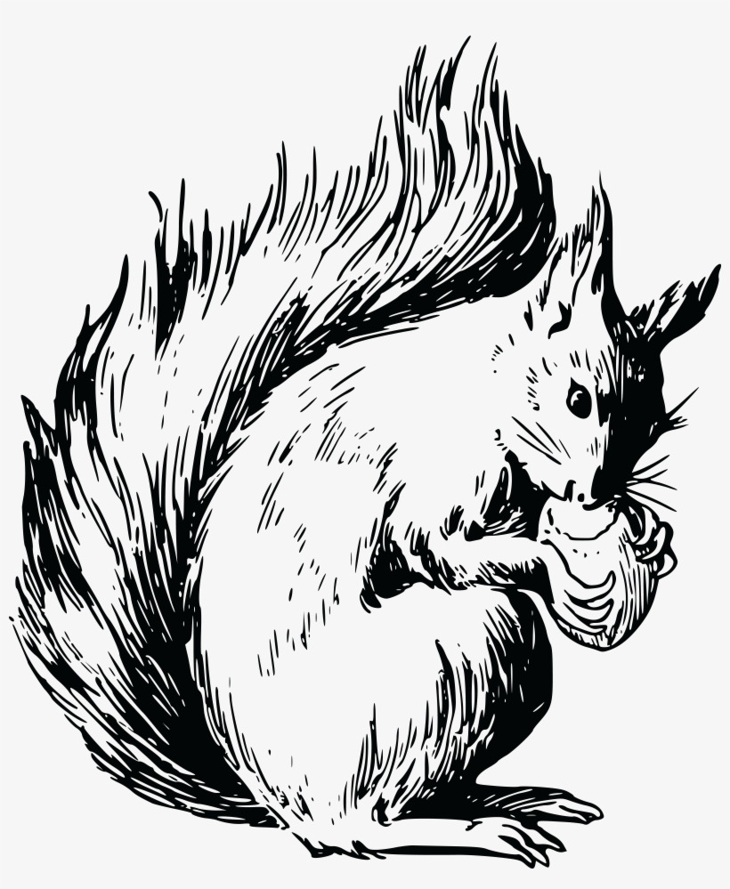 , , - Squirrel Clip Art Vector, transparent png download