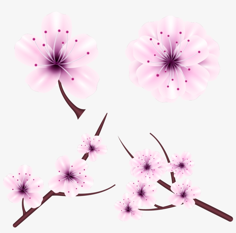 Graphic Royalty Free Library Chrysanthemum Vector Japanese - Cherry Blossom, transparent png download