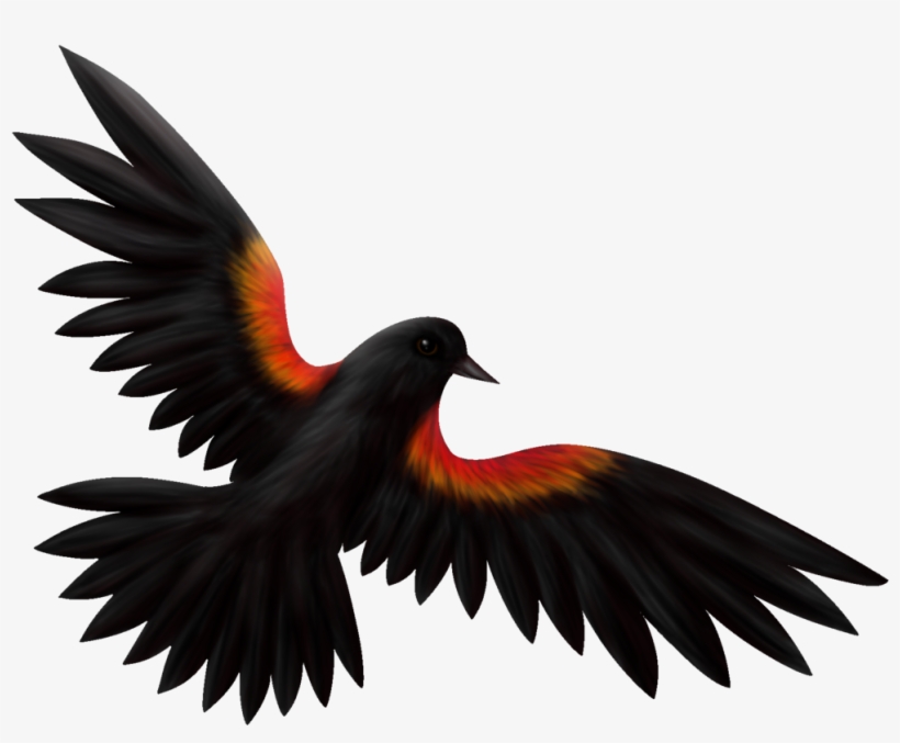 Graphic Freeuse Library Blackbird Drawing Cartoon - Red Wing Blackbird Drawing, transparent png download
