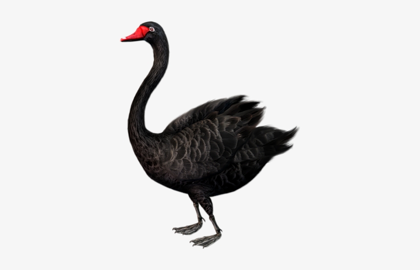 0, - Black Swan Bird Clipart, transparent png download