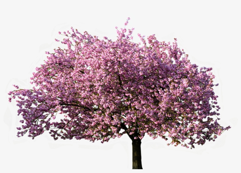 Christmas Nature Transparent Background Png Mart - Transparent Background Png Tree, transparent png download