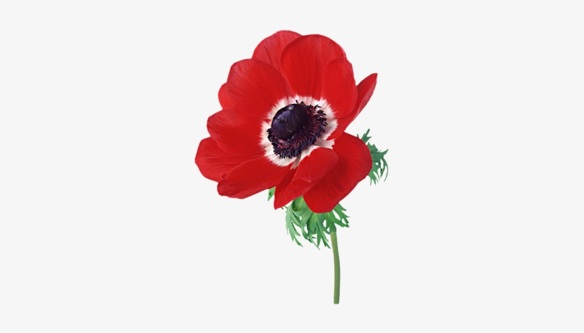 Anemone-red - But Does It Float Love, transparent png download