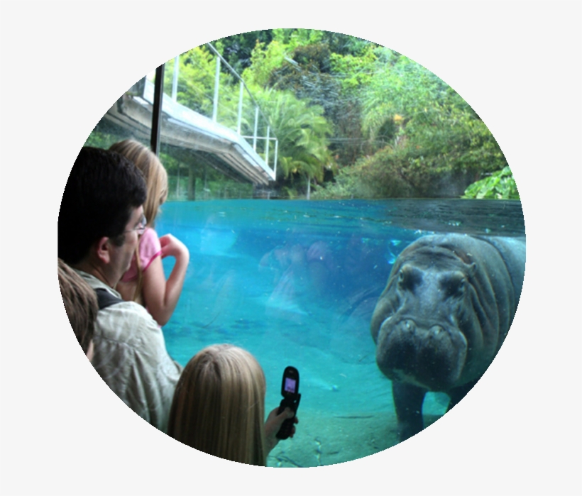 Kids Free In Oct At San Diego Zoo & Safari Park - San Diego Zoo, transparent png download