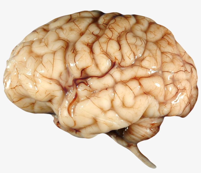 Brain Clipart Transparent Background - Wanted Human Organ Poster, transparent png download
