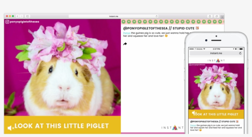 This Guinea Pig Loves Blueberries And She Plays As - Rat, transparent png download