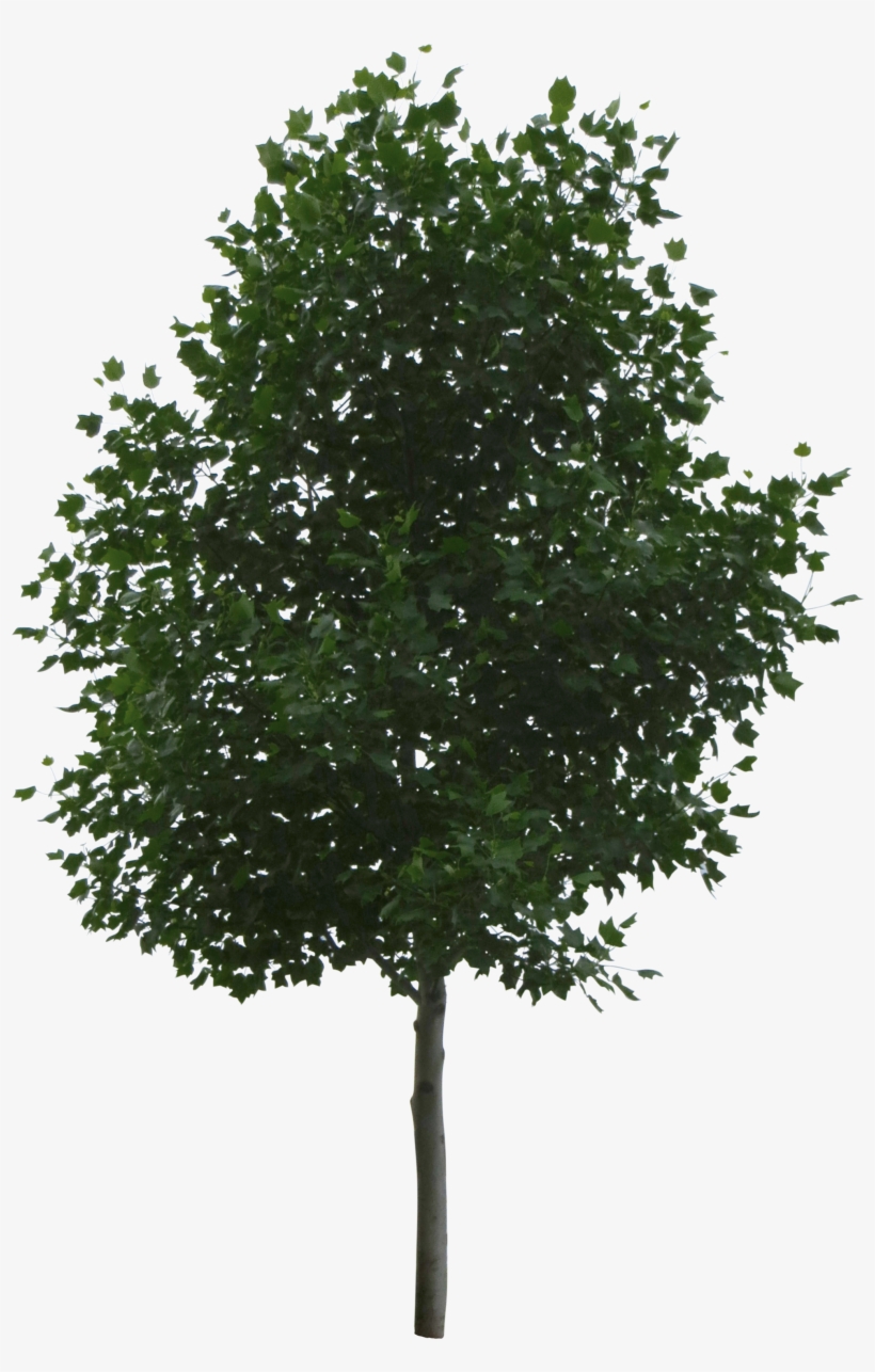 Share - - Imagen De Un Arbol Eucalipto, transparent png download
