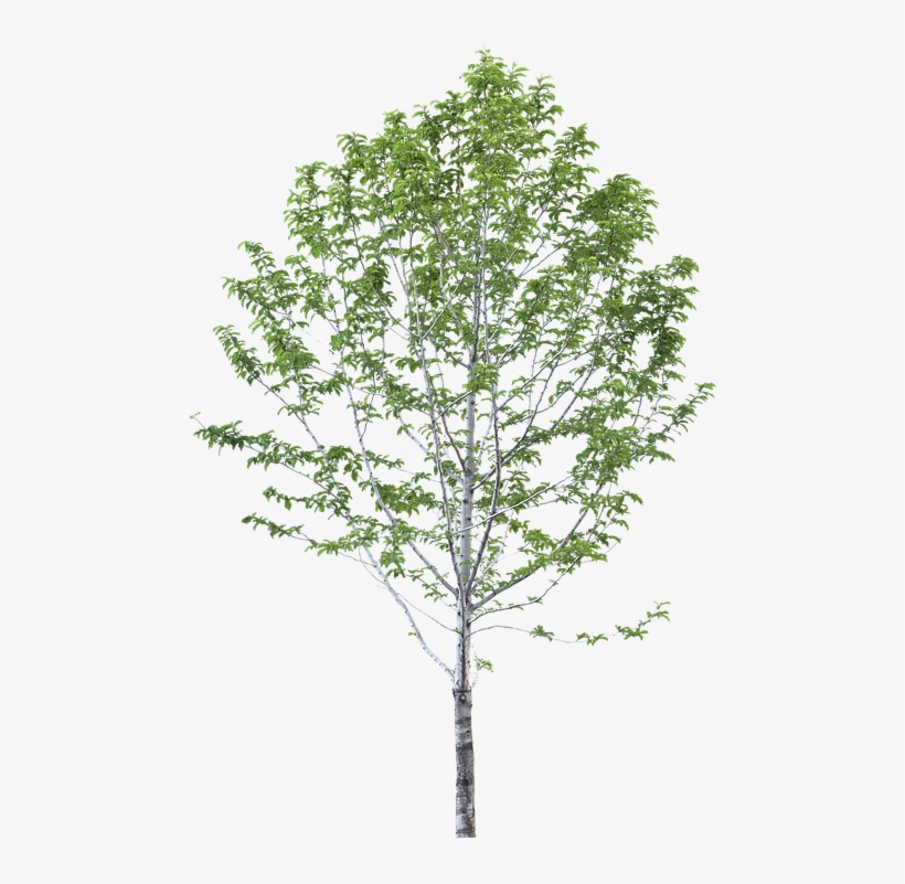 Platanus Hispanica Png, transparent png download