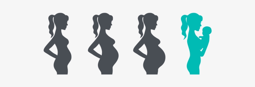 Illustration Of The Phases Of Pregnancy To Birth - Pregnancy Stages, transparent png download