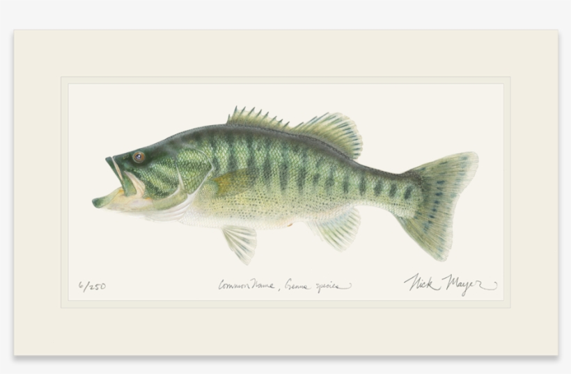 Guadalupe Bass - Art, transparent png download