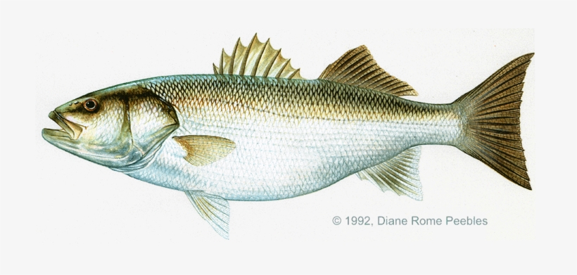 I Need To Make A Stamp Of This European Bass, Also - European Bass, transparent png download