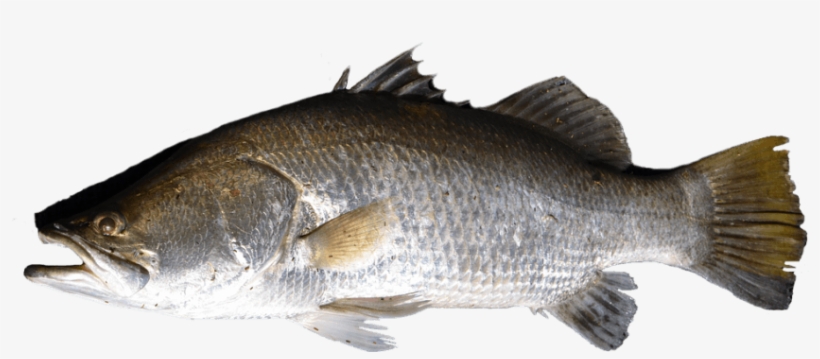Free Png Fish Png Images Transparent - Peixe Png, transparent png download